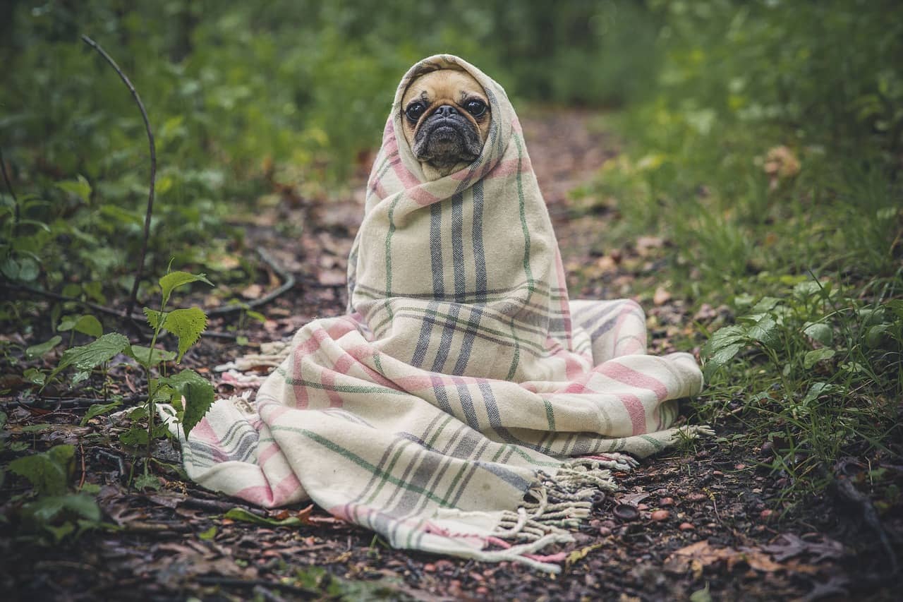 pug-801826_1280 Thèmes wordpress, quelle couverture de site choisir ?